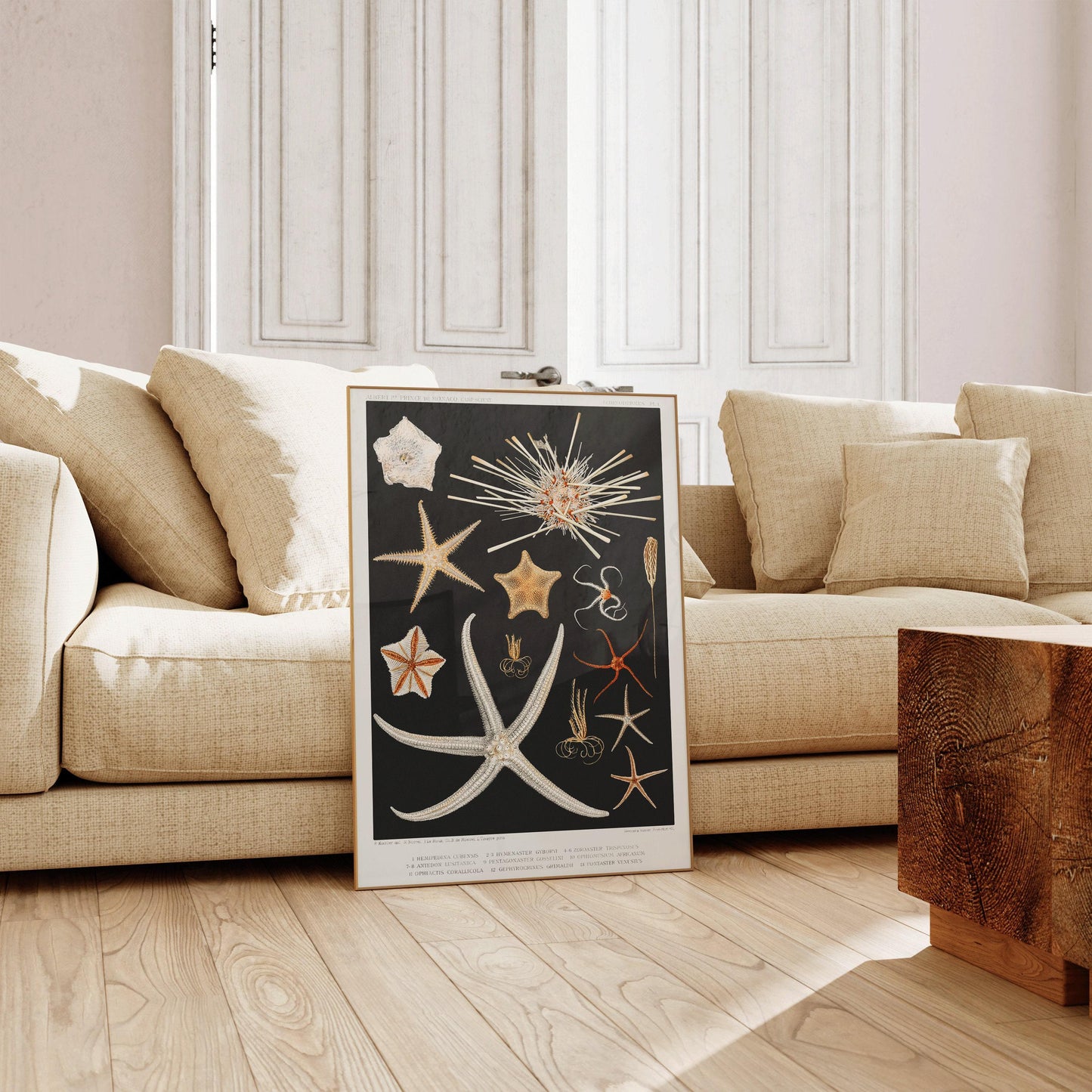 Prince Albert I - Starfish | Famous Marine Life Sketch Art in Black and White (available handframed or unframed)