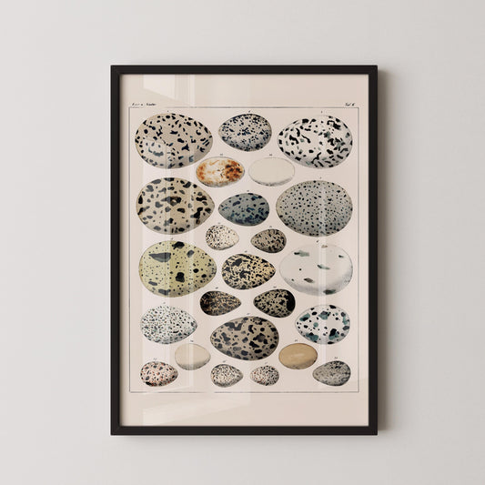 Lorenz Okens - Bird Eggs | Vintage Naturalist Poster (available handframed or unframed)