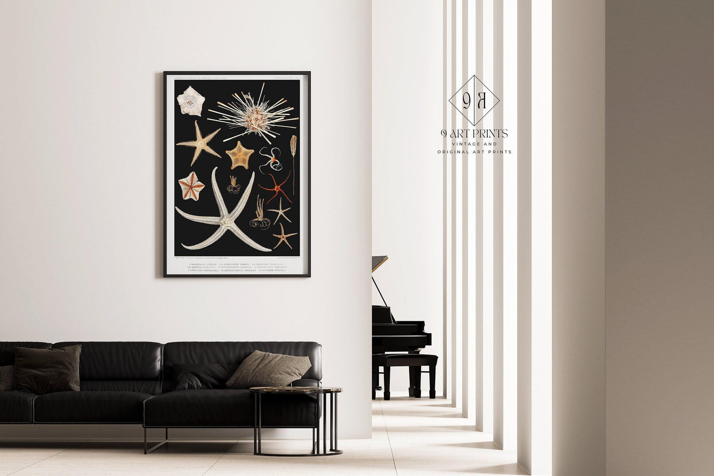 Prince Albert I - Starfish | Famous Marine Life Sketch Art in Black and White (available handframed or unframed)