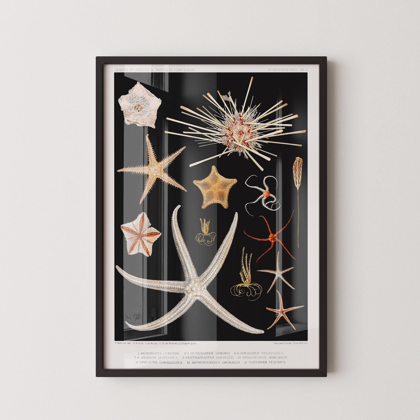 Prince Albert I - Starfish | Famous Marine Life Sketch Art in Black and White (available handframed or unframed)