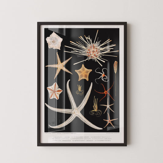 Prince Albert I - Starfish | Famous Marine Life Sketch Art in Black and White (available handframed or unframed)