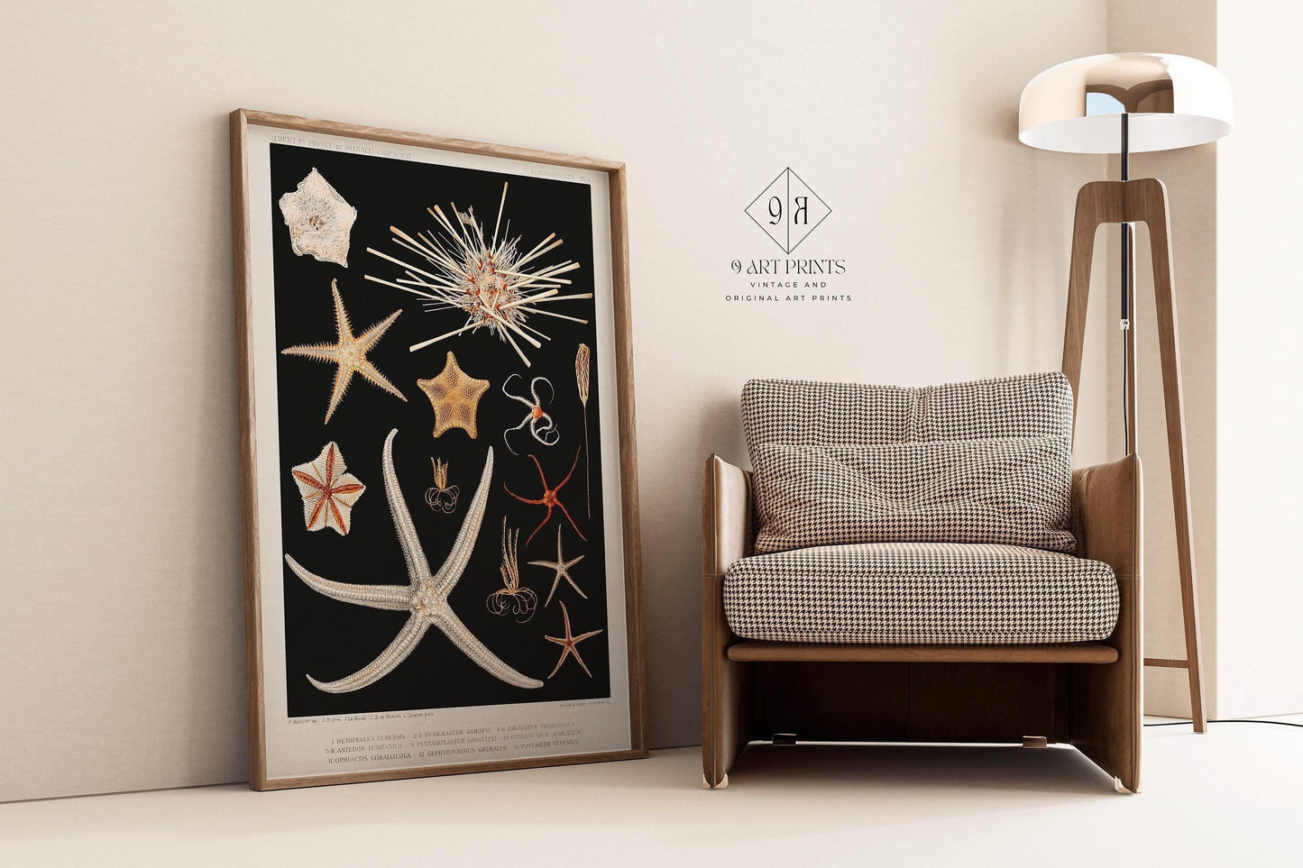 Prince Albert I - Starfish | Famous Marine Life Sketch Art in Black and White (available handframed or unframed)