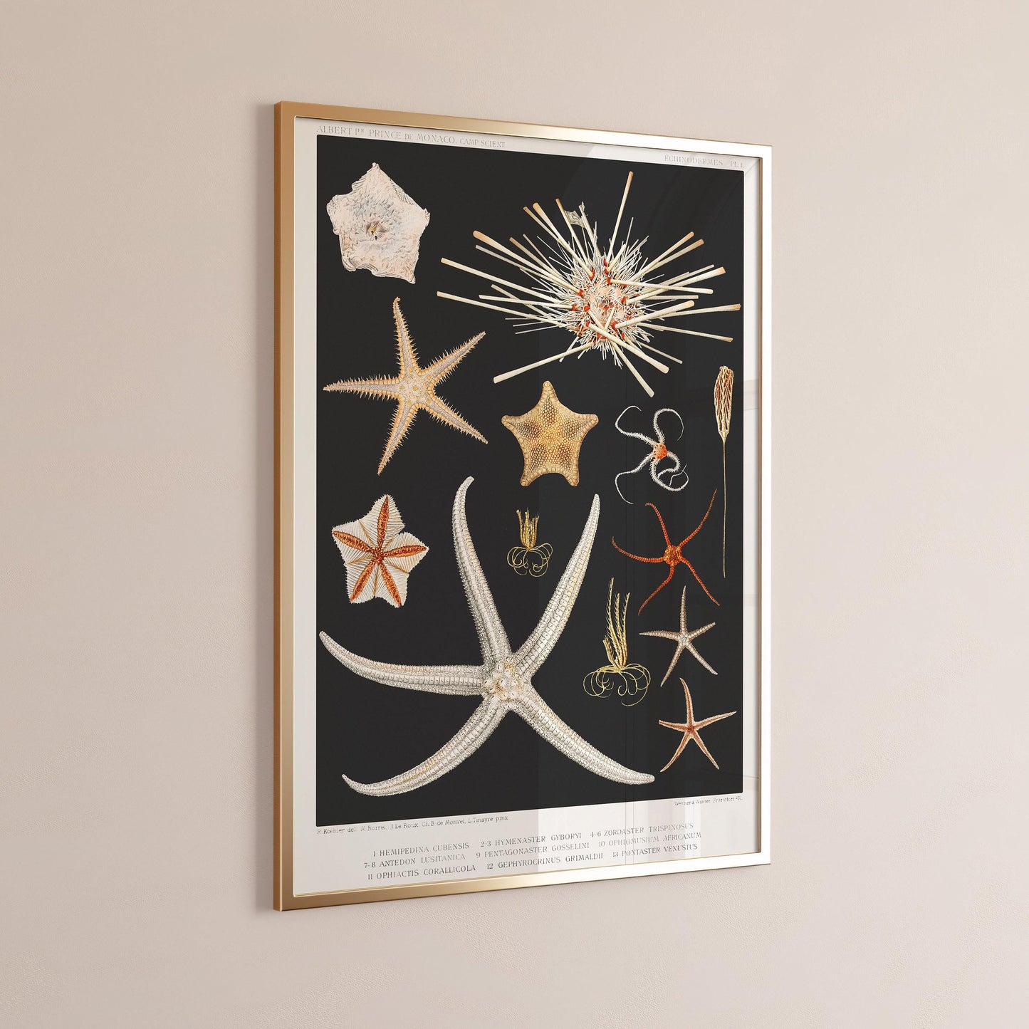 Prince Albert I - Starfish | Famous Marine Life Sketch Art in Black and White (available handframed or unframed)